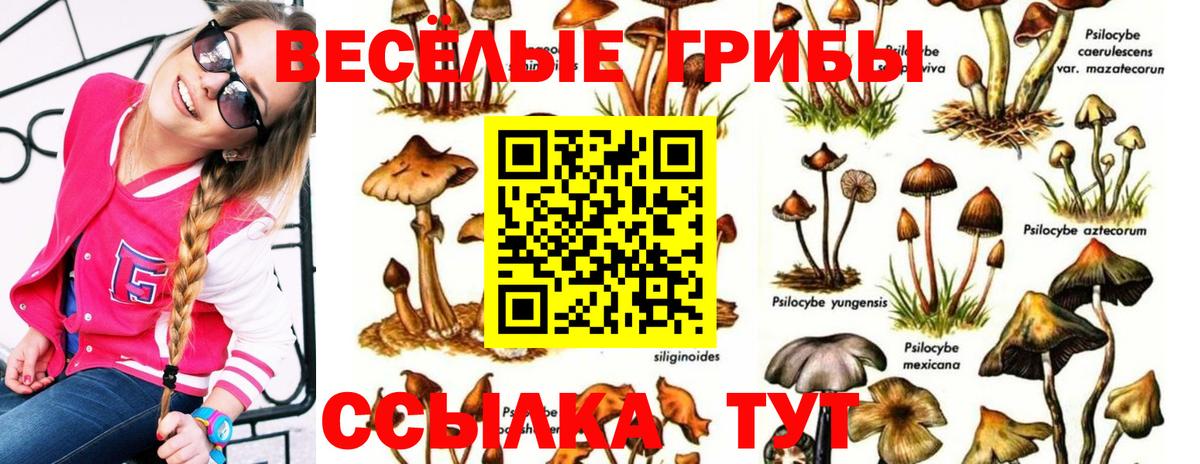 Шатура  Псилоцибиновые грибы Psilocybe  Вход с VPN  Галлюциногенные грибы мухоморы 